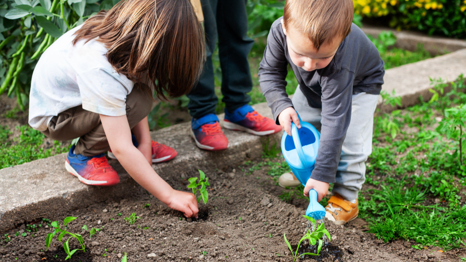 Two children are planting small plants in a garden. One child is using a blue watering can to water the plants.