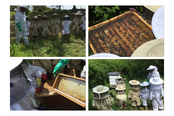 A collage of four images showing beekeepers in protective suits inspecting hives and handling frames with bees at an outdoor apiary.