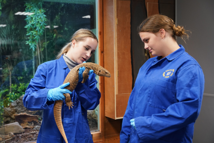 Two students in blue uniforms interacting with a monitor lizard at a zoo facility.